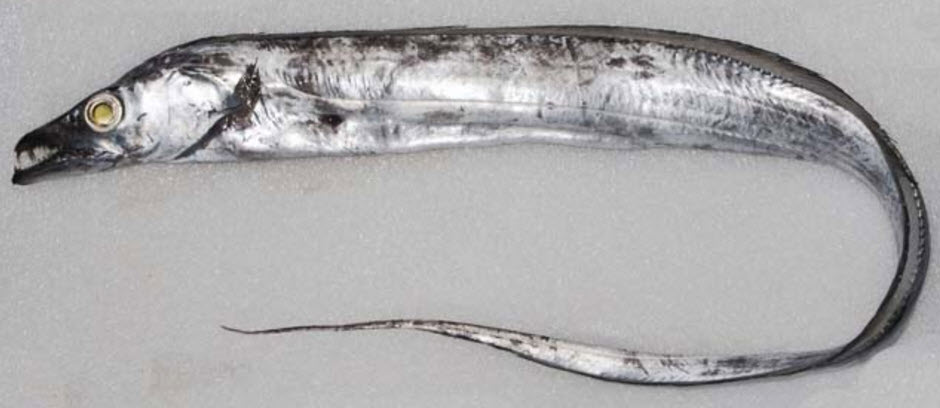 Trichiurus lepturus_08.jpg